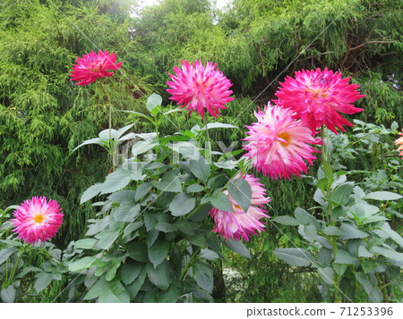 Toyama Prefecture Himi Aiyama Garden Dahlia Flowers 71253396