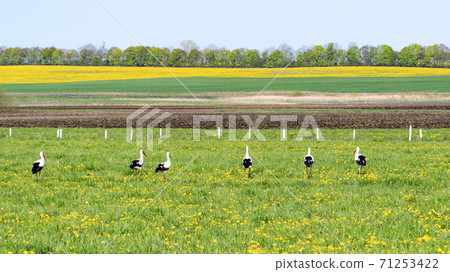 white stork on the field in spring white stork on the field in spring 71253422