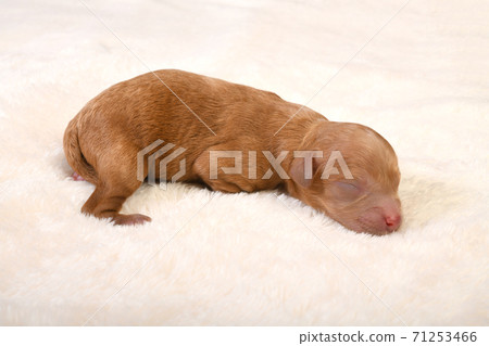 玩具貴賓犬寶寶 玩具貴賓犬寶寶 71253466