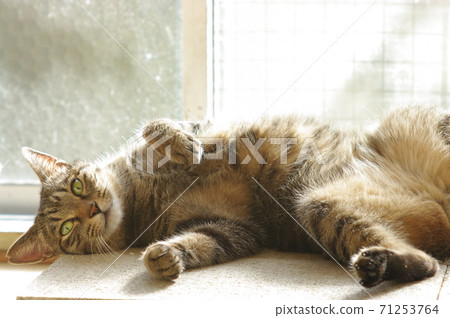 Kijitora cat relaxing by the window in the sun 71253764