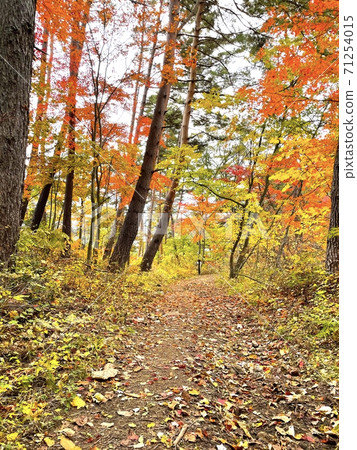Beautiful colorful autumn leaves of red, yellow and orange Beautiful colorful autumn leaves of red, yellow and orange 71254015