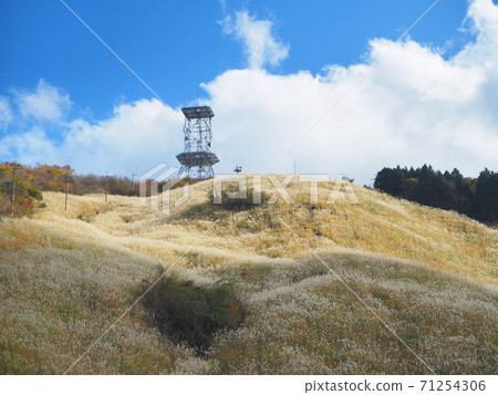 Shizuoka Prefecture Juriki Kogen Miscanthus November Shizuoka Prefecture Juriki Kogen Miscanthus November 71254306