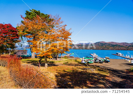 Lake Yamanaka in autumn in Yamanashi Prefecture Lake seen from Asahigaoka Lakeside Green Park at the Autumn Foliage Festival 71254545