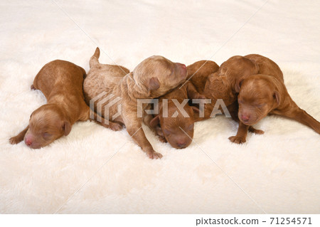 Five babies of toy poodle Five babies of toy poodle 71254571