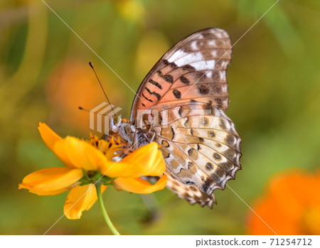 Tsunagoro女性女性 71254712