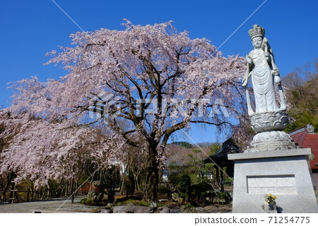 久茂寺的觀音雕像和垂枝櫻花[相模原市築井市，4月] 71254775