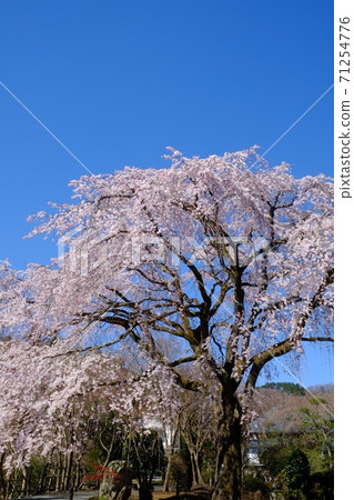Weeping cherry blossoms in the precincts of Ungoji Temple [Tsukui, Sagamihara City, April] 71254776