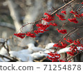 雪和Nanakamado水果 71254878