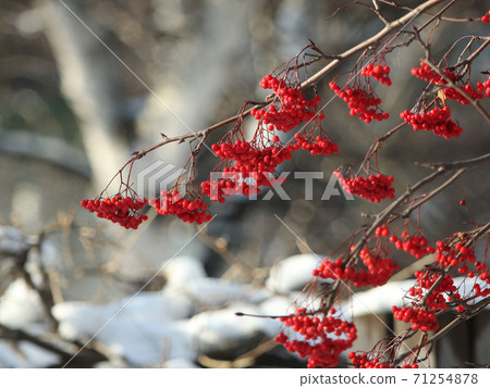 Snow and Nanakamado fruit Snow and Nanakamado fruit 71254878