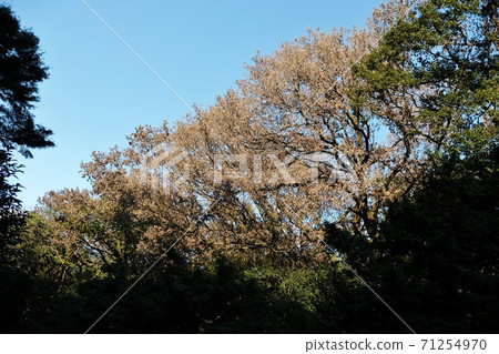 Countermeasures against damage caused by "Oak wilt" in the forest of Meiji Jingu Countermeasures against damage caused by "Oak wilt" in the forest of Meiji Jingu 71254970