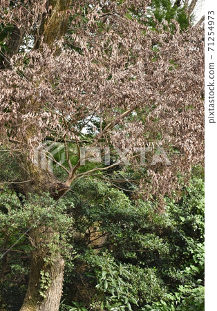 Countermeasures against damage caused by "Oak wilt" in the forest of Meiji Jingu 71254973