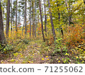 Natural scenery of straight trees 71255062