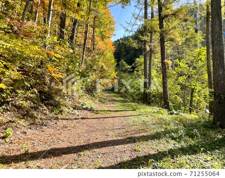 A mountain road with beautiful autumn leaves dyed in yellow A mountain road with beautiful autumn leaves dyed in yellow 71255064