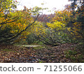 Landscape of interestingly shaped trees 71255066