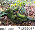 Cracks in trees with beautiful moss 71255067