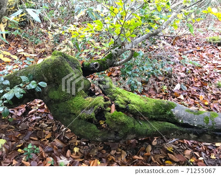 Cracks in trees with beautiful moss Cracks in trees with beautiful moss 71255067