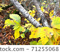 Leaves with beautiful yellow 71255068