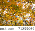 Scenery of trees with beautiful watermarks 71255069