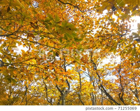 Scenery of trees with beautiful watermarks Scenery of trees with beautiful watermarks 71255069