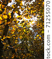 Scenery of trees with beautiful watermarks 71255070