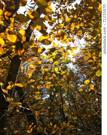 Scenery of trees with beautiful watermarks 71255070