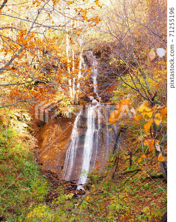 北海道T野真澄瀑布的秋天風景和秋葉 北海道T野真澄瀑布的秋天風景和秋葉 71255196