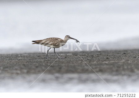 抓螃蟹的Chushakushigi 71255222