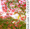 The beginning of autumn leaves 71255337
