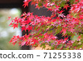 The beginning of autumn leaves 71255338