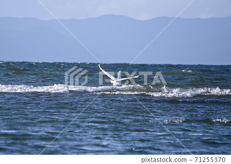 Herons playing in Lake Biwa 71255370