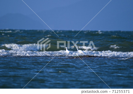 Herons playing in Lake Biwa 71255371