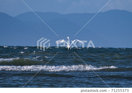 Herons playing in Lake Biwa 71255373