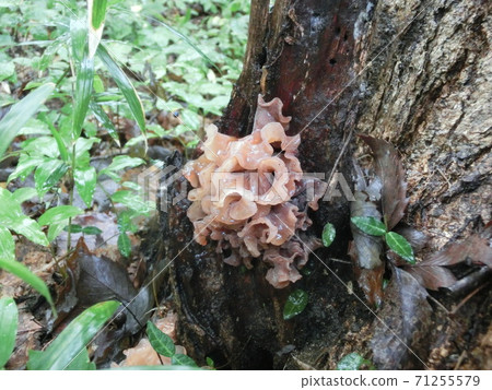 Tremella foliacea in the rain 71255579