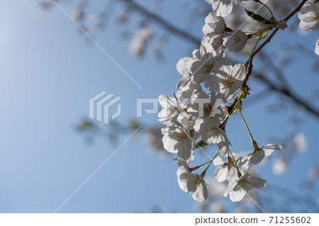 Cherry blossoms and blue sky Cherry blossoms and blue sky 71255602