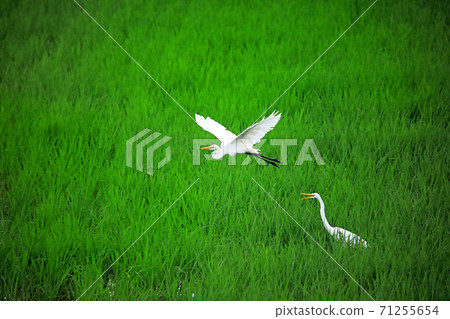 Egret dancing in the rice fields of Ebina 16 71255654