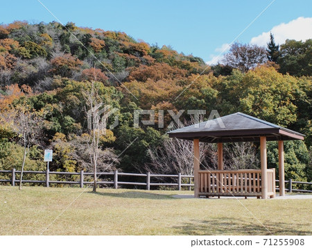 Autumn leaves of Yokooike Park Satoyama Autumn leaves of Yokooike Park Satoyama 71255908