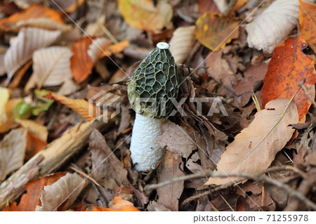 白鬼筆 白鬼筆 71255978