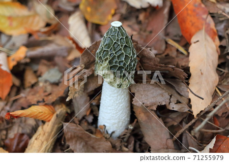 白鬼筆 白鬼筆 71255979