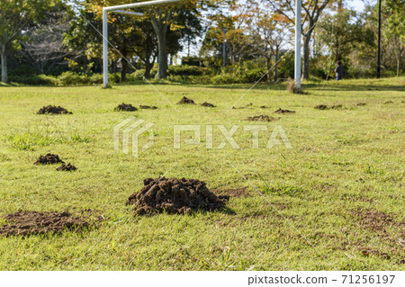 Lots of mole holes towards the goal 71256197