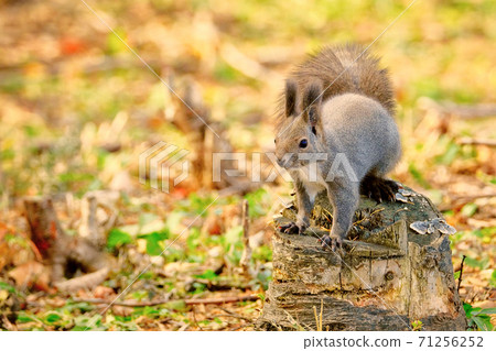 Ezoris in fall 71256252