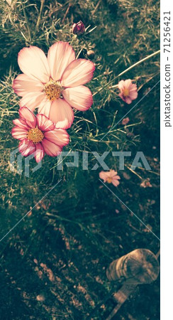 Cosmos in the autumn sunshine Cosmos in the autumn sunshine 71256421