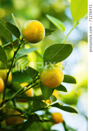 Orchard full of fresh fruits close-up 71256431