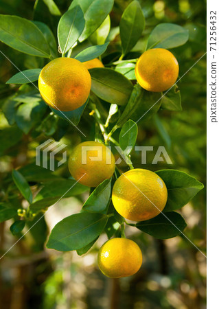 Orchard full of fresh fruits close-up 71256432