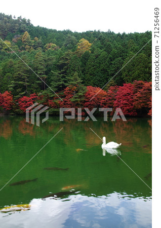 Lake Inaga (Minami Inaga Lake, Yamanashi Prefecture, Minami Alps City) 71256469