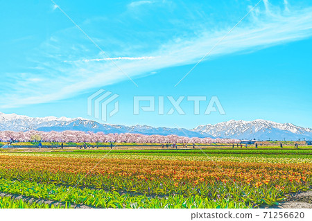 [動漫風格]日本富山縣春天船川貝里的鬱金香和櫻花樹 71256620