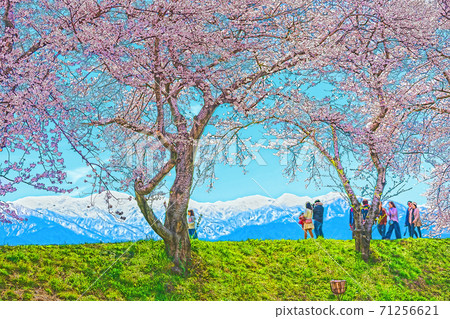 [動漫風格]富山縣船川川里的日本春天沿清澈的溪水排成一排的櫻花樹 71256621