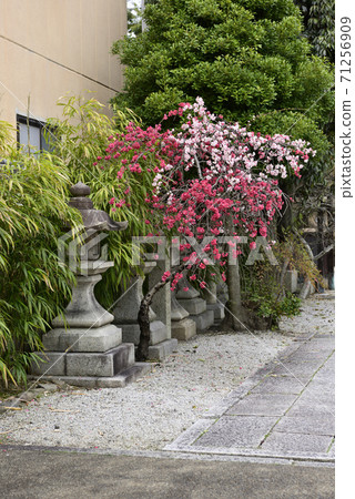 安靜的Woan Genpei垂枝桃（Hana Peach） 71256909