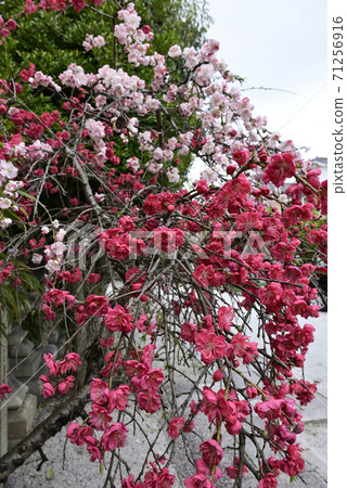 安靜的Woan Genpei垂枝桃(Hana Peach) 安靜的Woan Genpei垂枝桃(Hana Peach) 71256916