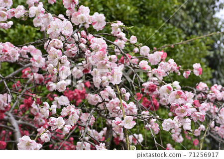 Zuishizan Kanga Genpei Weeping peach (flower peach) Zuishizan Kanga Genpei Weeping peach (flower peach) 71256917