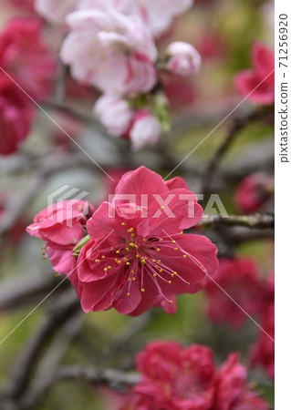 安靜的Woan Genpei垂枝桃(Hana Peach) 安靜的Woan Genpei垂枝桃(Hana Peach) 71256920